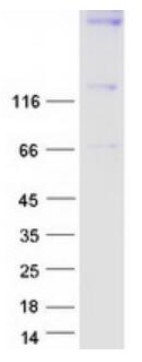 SDS-PAGE (SYNJ1-3074H).jpg